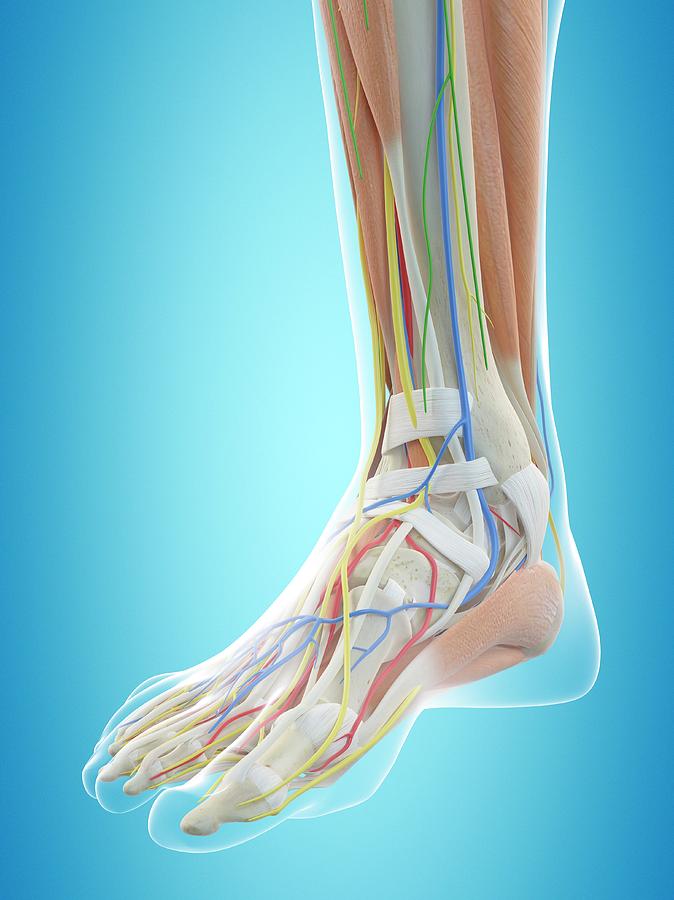 Human Foot Anatomy Photograph by Sciepro - Fine Art America