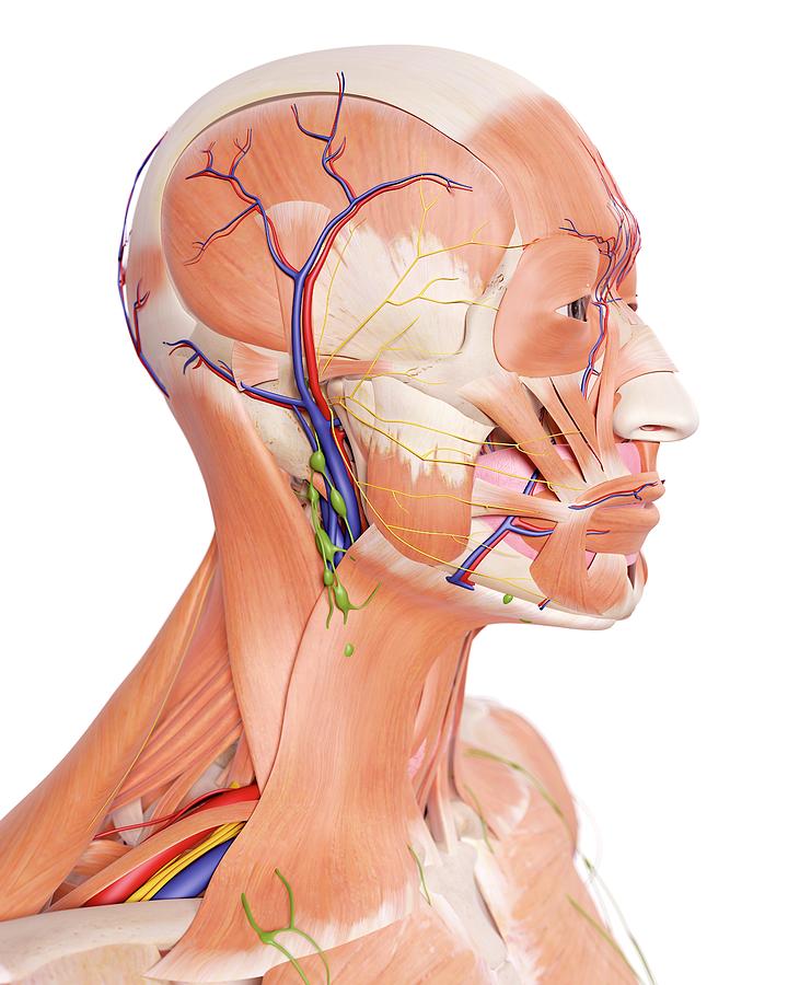 Human Head Anatomy Photograph By Sebastian Kaulitzki Science Photo