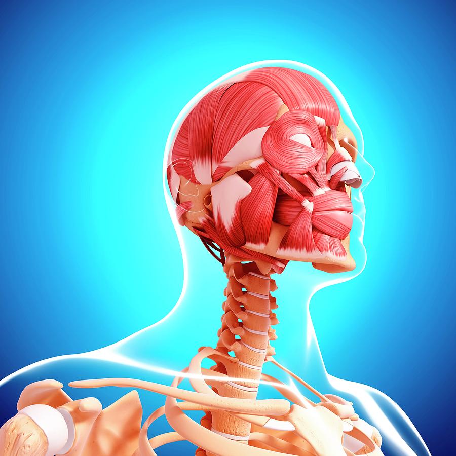 Human Head Musculature Photograph by Pixologicstudio/science Photo ...