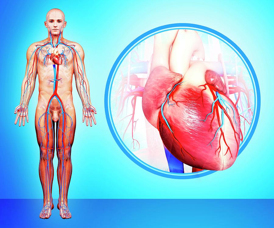 Human Heart Anatomy #4 Photograph by Pixologicstudio/science Photo Library