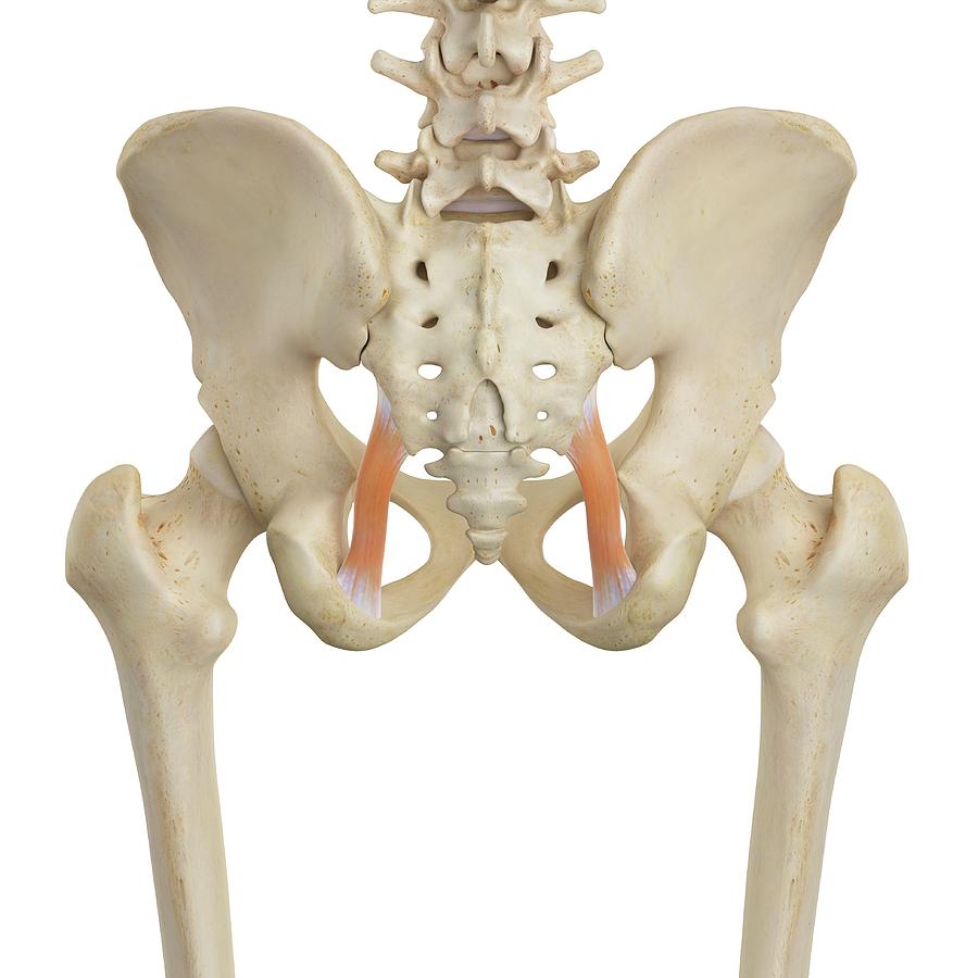 Human Hip Muscles Photograph by Sciepro - Fine Art America