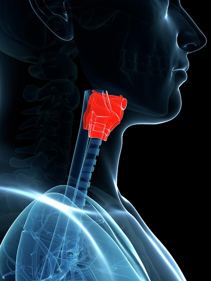 Human Larynx Anatomy Photograph by Sebastian Kaulitzki - Fine Art America