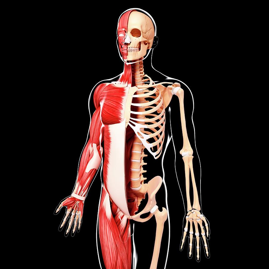 Human Musculature Photograph by Pixologicstudio/science Photo Library ...