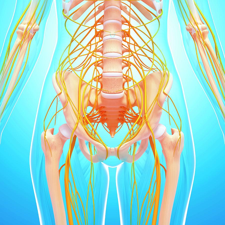 Human Nervous System #4 by Pixologicstudio/science Photo Library