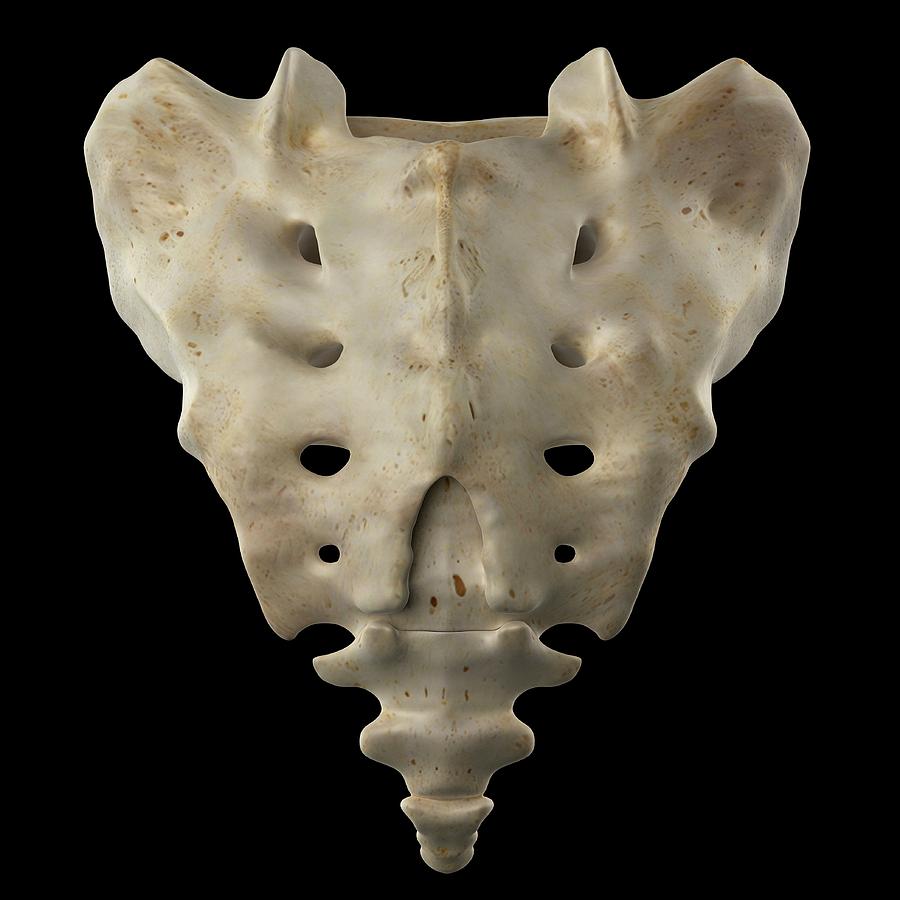 https://images.fineartamerica.com/images-medium-large-5/4-human-sacrum-sciepro.jpg