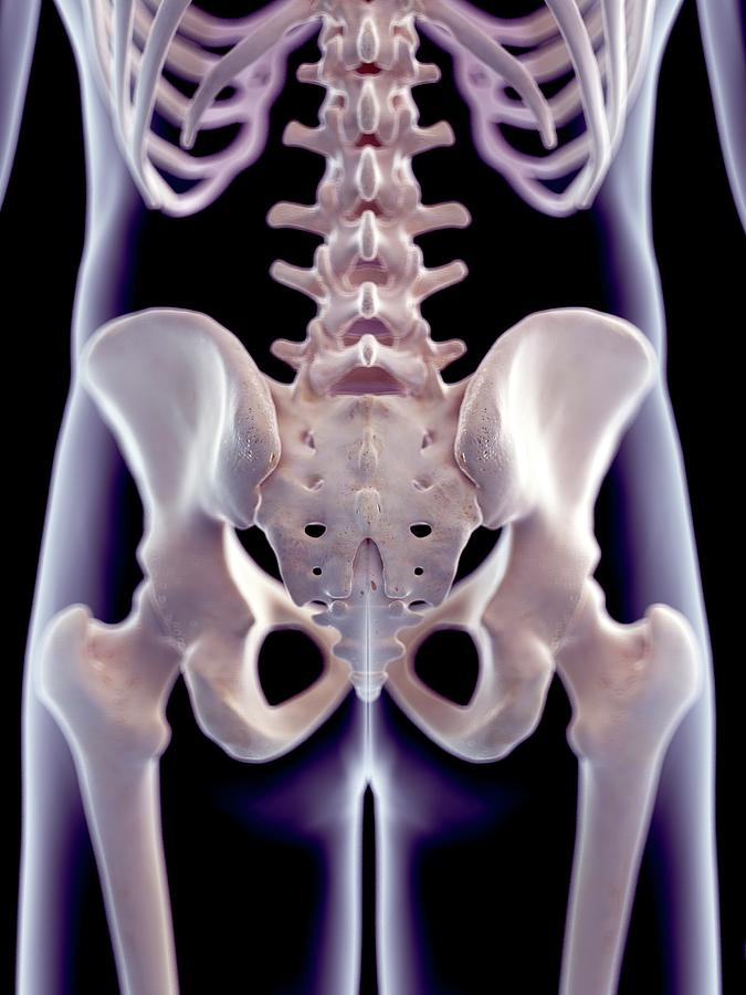 Human Sacrum Photograph by Sebastian Kaulitzki/science Photo Library ...