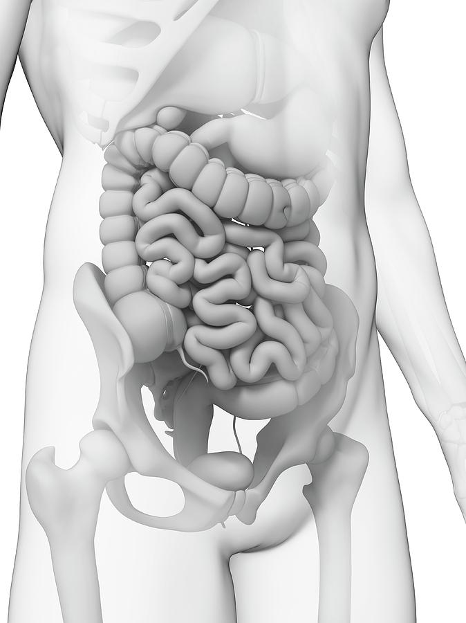 Illustration Photograph - Human Small Intestine #4 by Sebastian Kaulitzki
