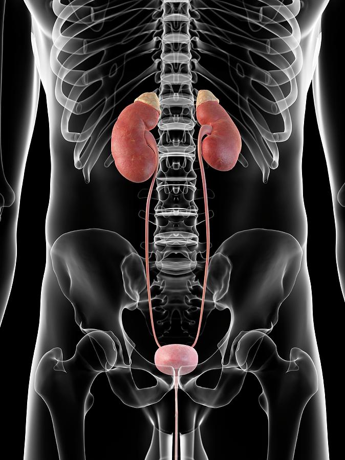 Human Urinary System Photograph by Sciepro