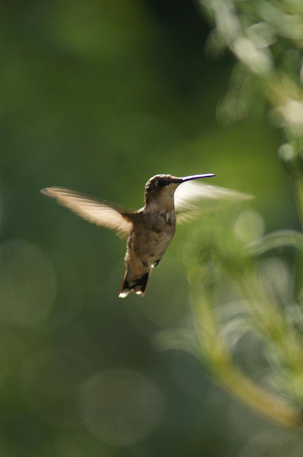Back Yard Photograph - Hummer by Heidi Poulin Back Yard Photograph - Hummer by Heidi Poulin