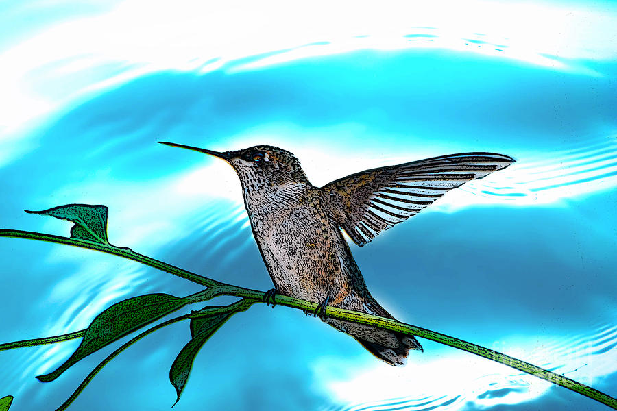 Humming Bird #4 Photograph by Lila Fisher-Wenzel