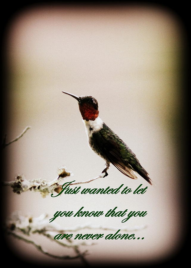 Hummingbird - Card #2 Photograph by Travis Truelove