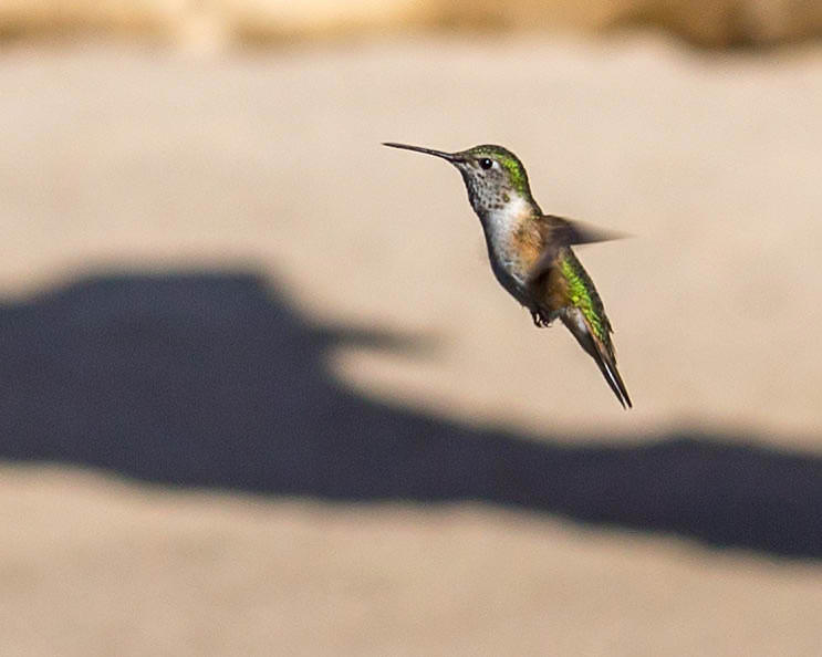 Hummingbird Photograph - Hummingbird #4 by Ernest Echols