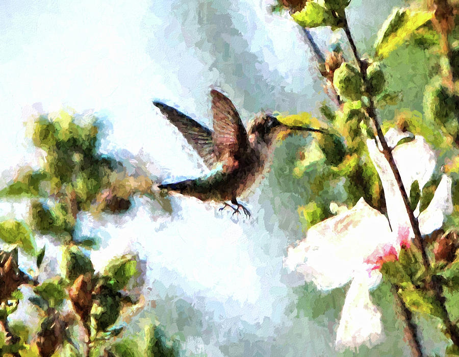 Hummingbird #23 Photograph by John Freidenberg