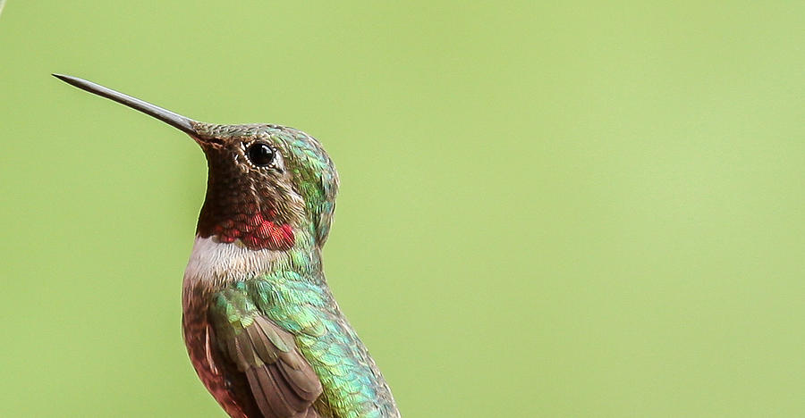 Hummingbird #4 Photograph by Kevin Dietrich