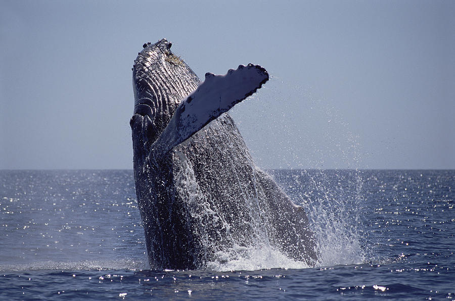 Humpback Whale Breaching Maui Hawaii #4 Photograph by Flip Nicklin