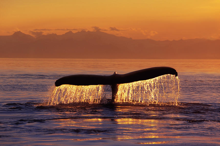 Humpback Whale Fluke #4 Photograph by John Hyde