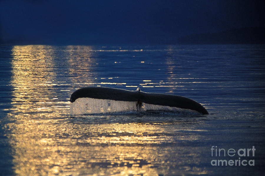 Humpback Whale Fluke #4 Photograph by Ron Sanford