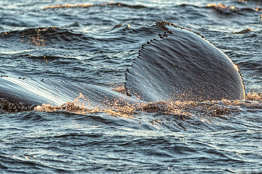 Humpback Whale Lobtailing #4 Photograph by Perla Copernik