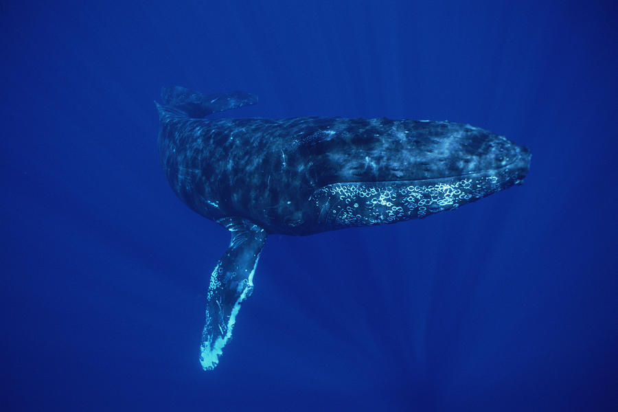 Humpback Whale Maui Hawaii #4 Photograph by Flip Nicklin