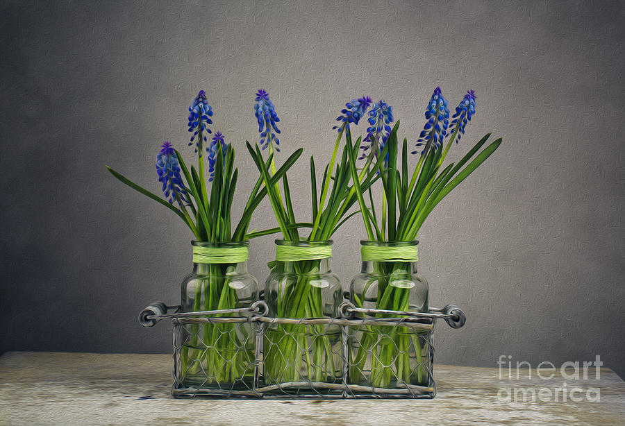 Hyacinth Still Life Photograph