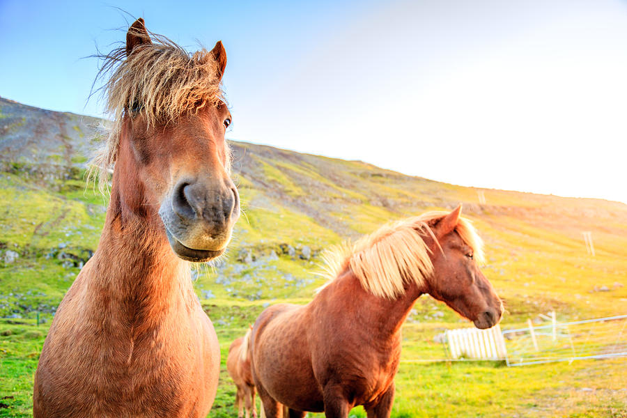 Icelandic ponies #4 Photograph by Alexey Stiop