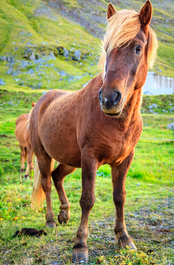 Icelandic pony #4 Photograph by Alexey Stiop