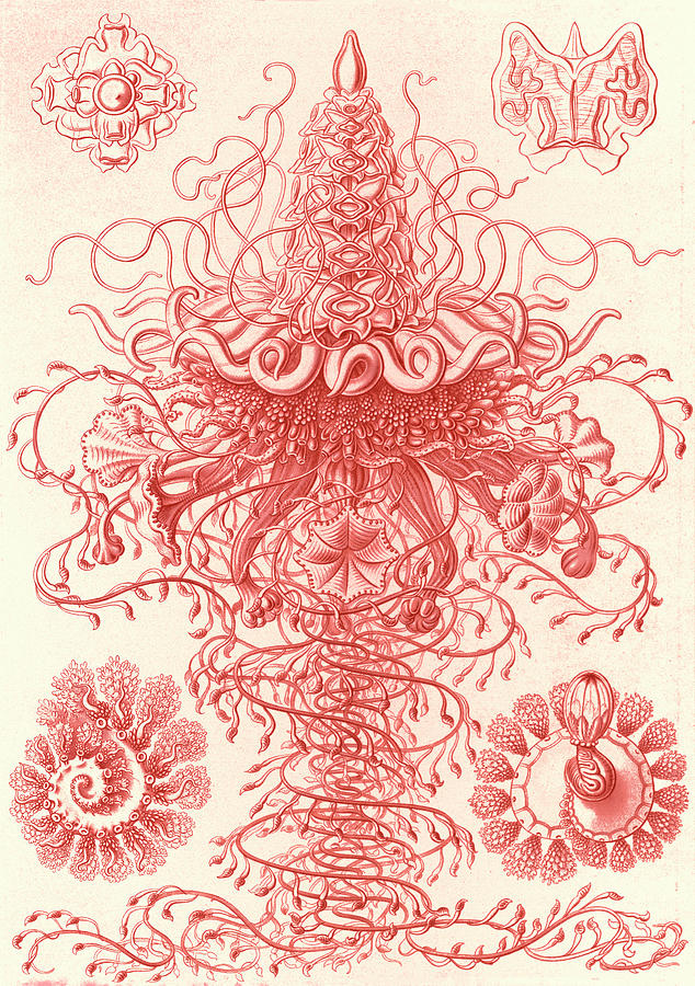 Illustration Drawing - Illustration Shows Marine Invertebrates. Siphonophorae by Artokoloro Illustration Drawing - Illustration Shows Marine Invertebrates. Siphonophorae by Artokoloro