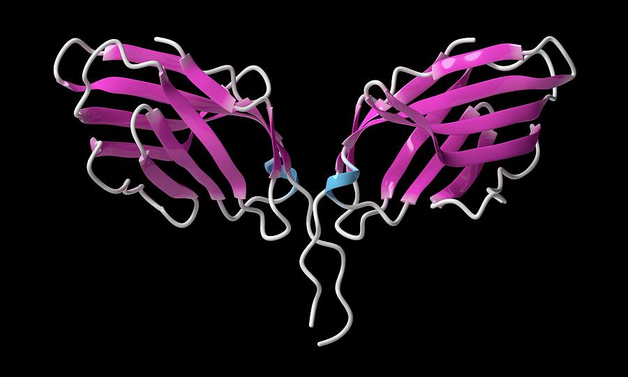 Immune Checkpoint Protein Molecule Photograph by Molekuul/science Photo Library Pixels