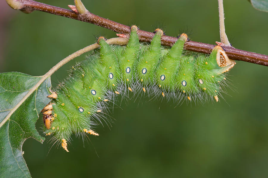 Imperial Moth Caterpillar #4 Photograph by Jeffrey Lepore - Pixels