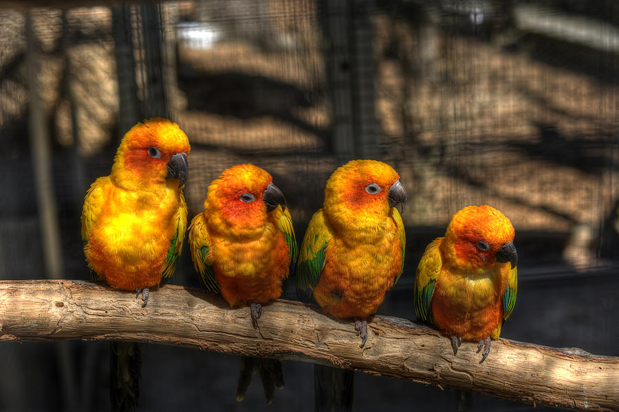 Parrot Photograph - 4 In A Row by Scott Wood