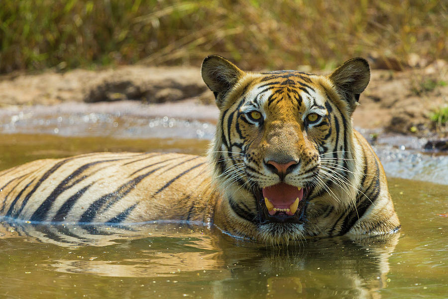 Bengal Tiger