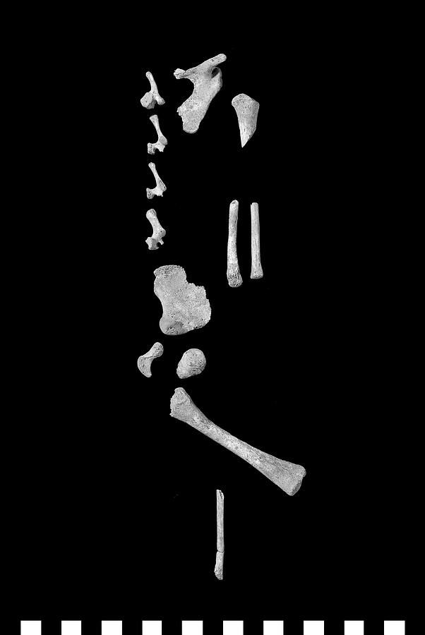 Homo Sapiens Photograph - Infant Bones From Roman Britain by Natural History Museum, London/science Photo Library Homo Sapiens Photograph - Infant Bones From Roman Britain by Natural History Museum, London/science Photo Library