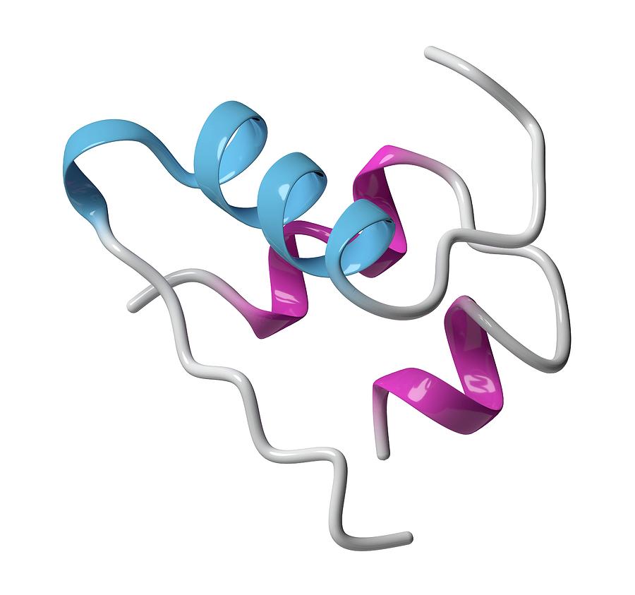 hormone insuline - insuline hormone hypoglycémiante