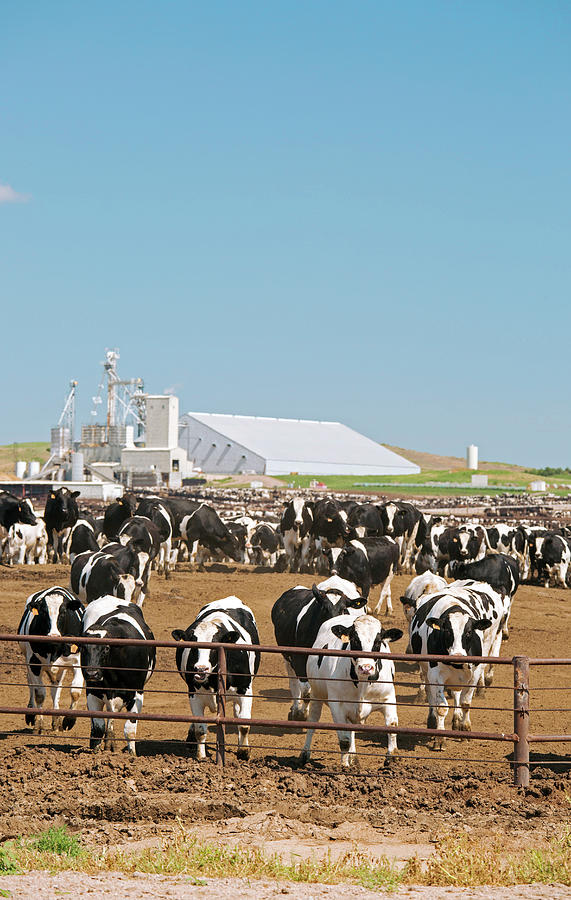 intensive farming cattle