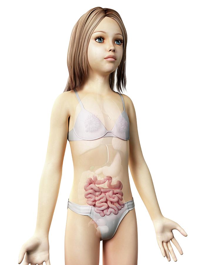 Illustration Photograph - Intestine Of Girl #4 by Sebastian Kaulitzki