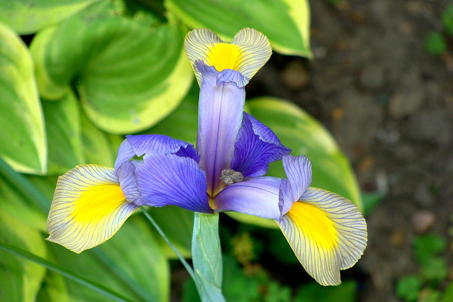 Iris #11 Photograph by Anthony Seeker