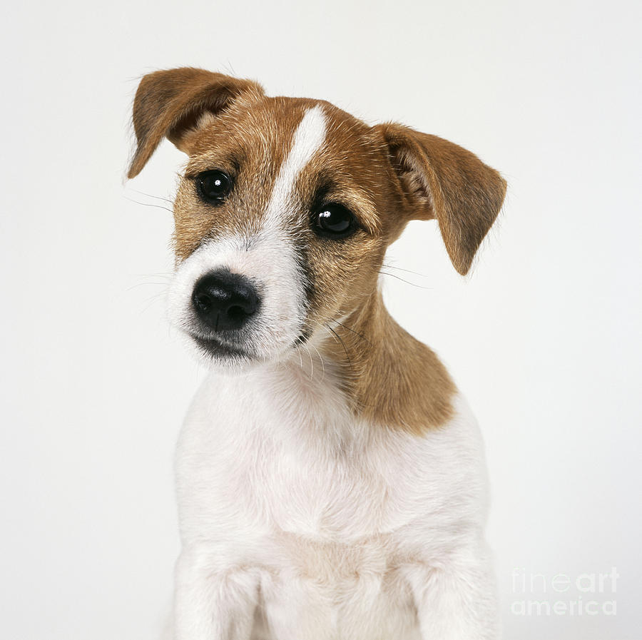 Jack Russell Terrier #4 Photograph by John Daniels