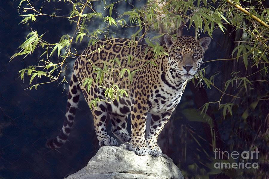 Jaguar #4 Photograph by Mark Newman