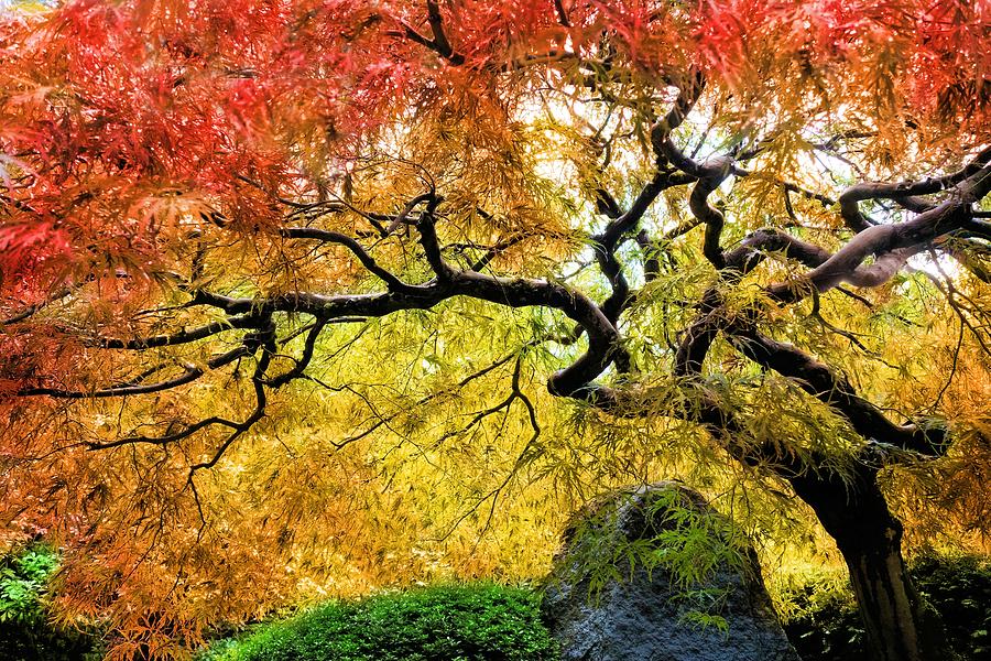 Japanese Maple Tree #4 Photograph by Jane Girardot