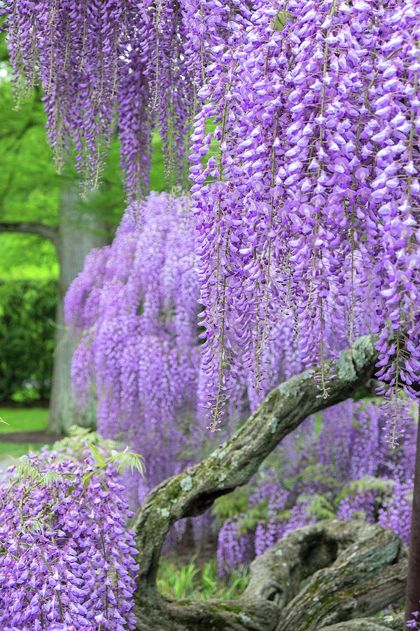 Spring Photograph - Japanese Wisteria, Longwood Gardens #4 by Lisa S. Engelbrecht