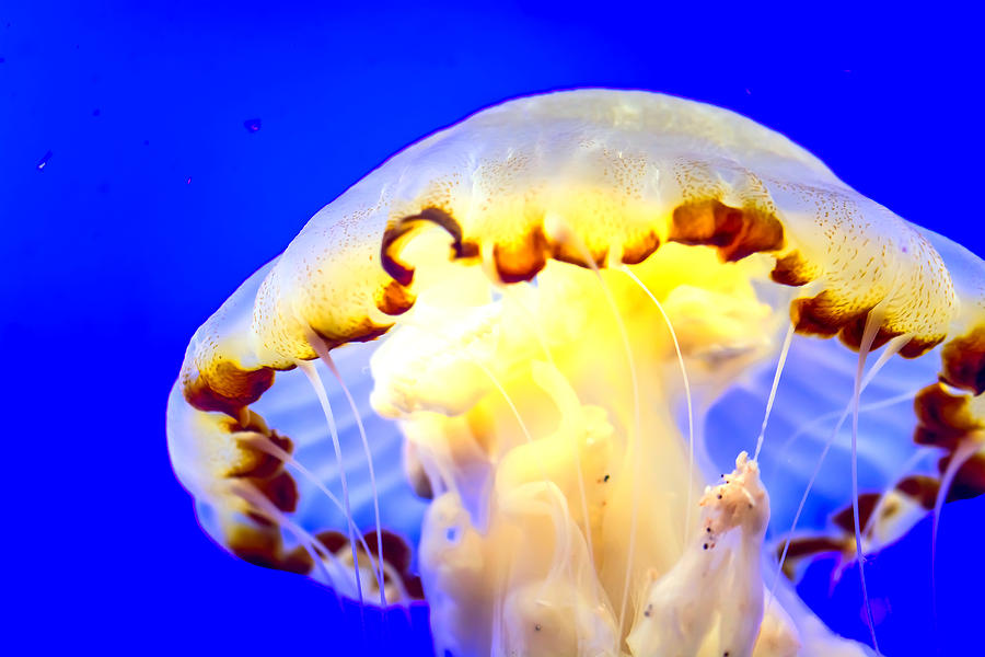 Nature Photograph - Jelly Fish #4 by Jijo George