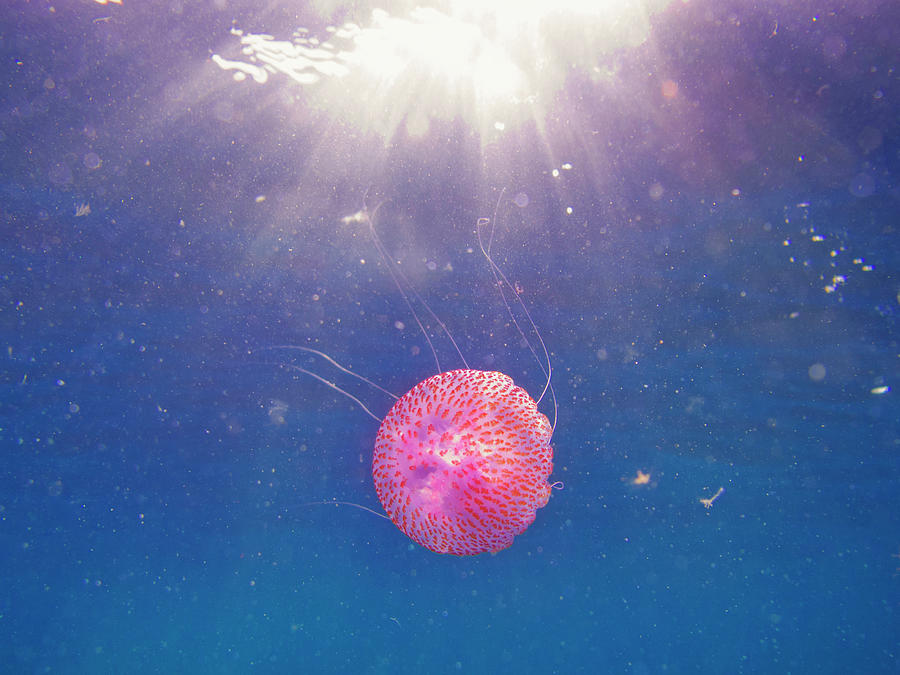 Jellyfish #4 Photograph by Alex Bramwell