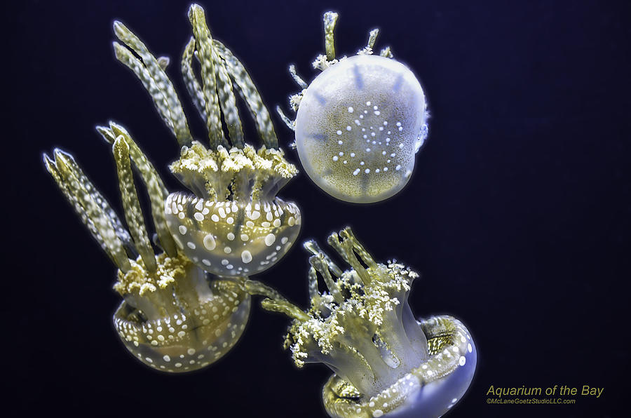 Jellyfish of Aquarium of the bay San Francisco #4 Photograph by LeeAnn McLaneGoetz McLaneGoetzStudioLLCcom