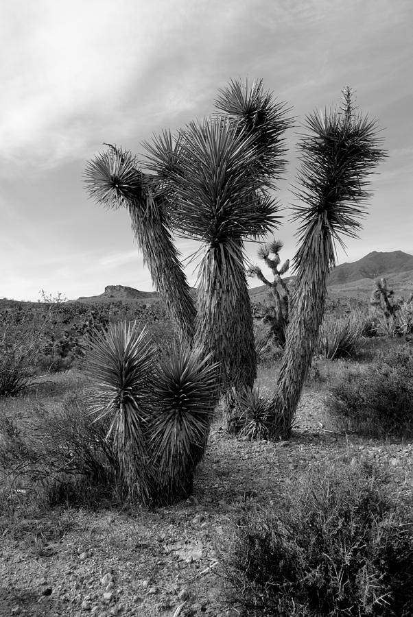 Desert Photograph - Joshua Tree Utah #4 by Nathan Abbott