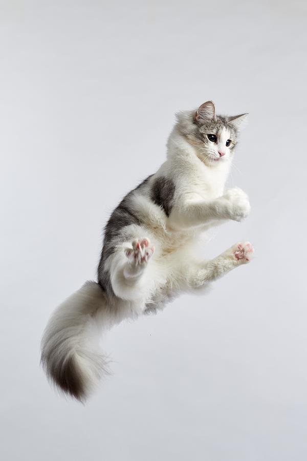 Jumping kitten #4 Photograph by Ryuichi Miyazaki