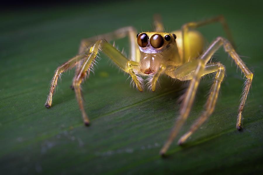 Jumping Spider #4 Photograph by Alex Hyde