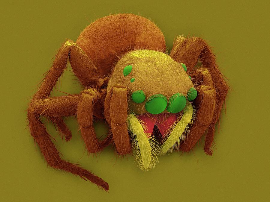 Jumping Spider (plexippus Paykulli) #4 Photograph by Dennis Kunkel Microscopy/science Photo Library