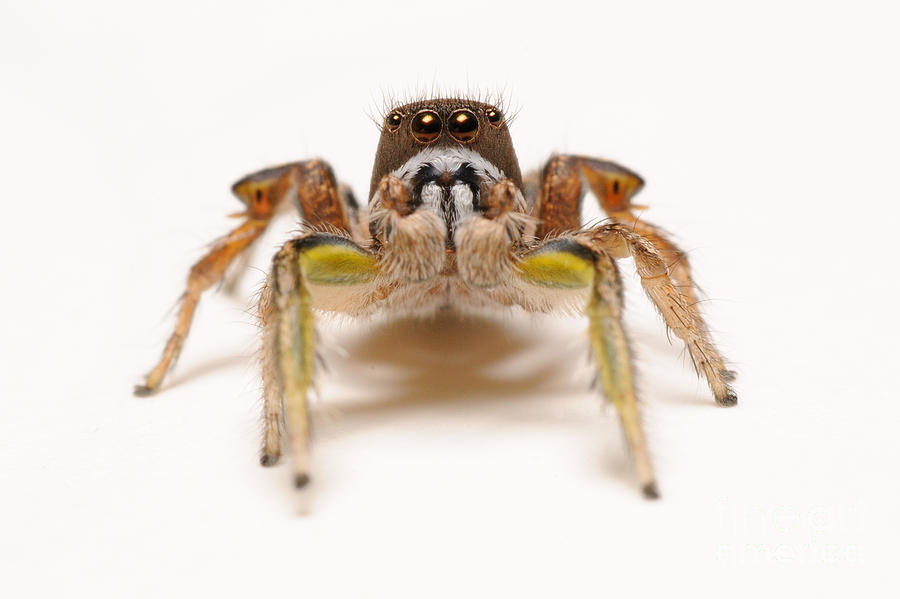 Jumping Spider #4 Photograph by Scott Linstead