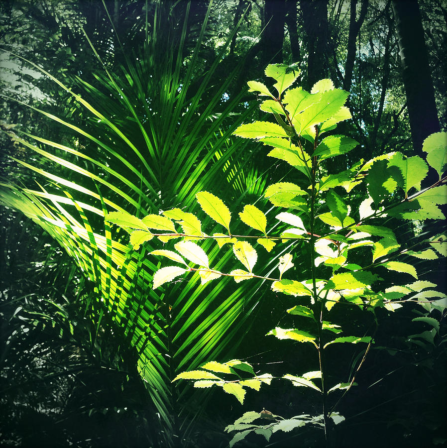 Jungle leaves #4 Photograph by Les Cunliffe