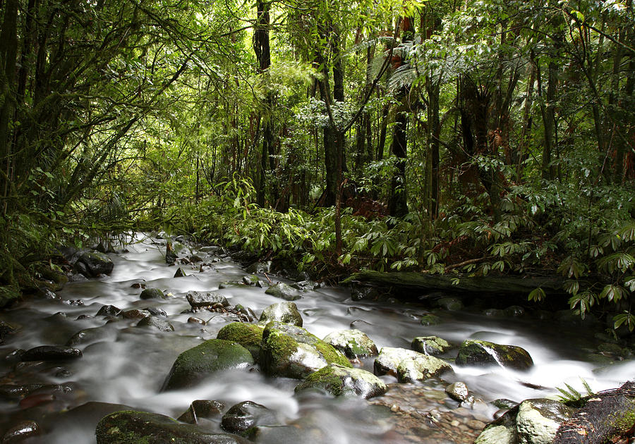 Spring Photograph - Jungle stream #4 by Les Cunliffe